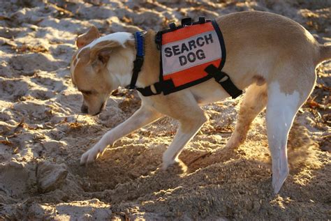 dog Search